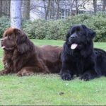 Newfoundlandshund