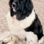 Newfoundlandshund
