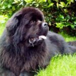 Newfoundlandshund
