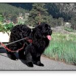 Newfoundlandshund