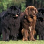 Newfoundlandshund