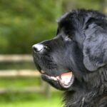 Newfoundlandshund