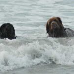 Newfoundlandshund