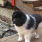 Newfoundlandshund