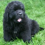 Newfoundlandshund