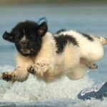 Newfoundlandshund