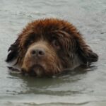 Newfoundlandshund