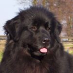 Newfoundlandshund
