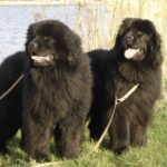 Newfoundlandshund