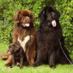 Newfoundlandshund