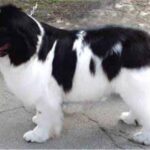 Newfoundlandshund