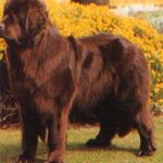 Newfoundlandshund