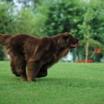 Newfoundlandshund