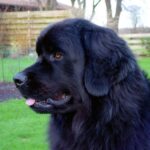 Newfoundlandshund