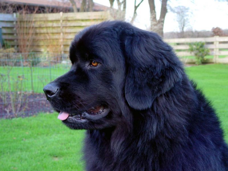 Newfoundlandshund
