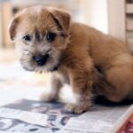 Norfolk Terrier