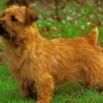 Norfolk Terrier