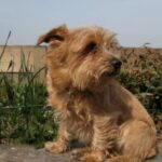 Norfolk Terrier