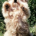 Norfolk Terrier