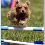 Norfolk Terrier