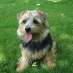 Norfolk Terrier