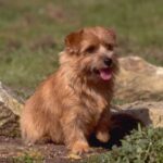 Norfolk Terrier