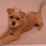 Norfolk Terrier