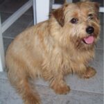 Norfolk Terrier