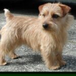Norfolk Terrier