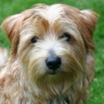 Norfolk Terrier