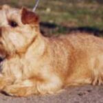 Norfolk Terrier