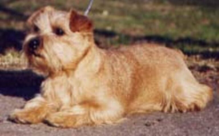 Norfolk Terrier