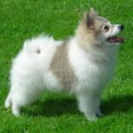 Norrbottenspets