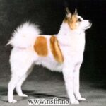 Norrbottenspets