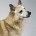 Norsk Buhund
