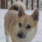 Norsk Buhund