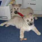 Norsk Buhund