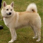 Norsk Buhund