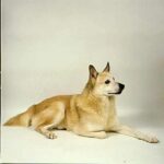 Norsk Buhund
