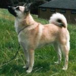 Norsk Buhund
