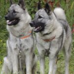 Lotus og Argo fra Gokstadhaugen Kennel