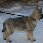 Fra Gokstadhaugen Kennel