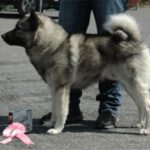 Svipp fra Gokstadhaugen Kennel