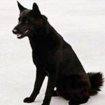 Norsk Elghund Sort