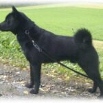 Norsk Elghund Sort