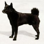 Norsk Elghund Sort