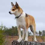 Bilde fra Lundefoxen Kennel