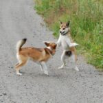 Bilde fra Kennel Løvheim