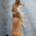 Bilde fra Kennel Løvheim