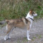 Bilde fra Kennel Løvheim